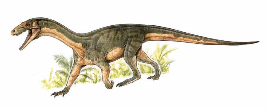 Crocodile Dinosaur Teleocrater Rhadinus