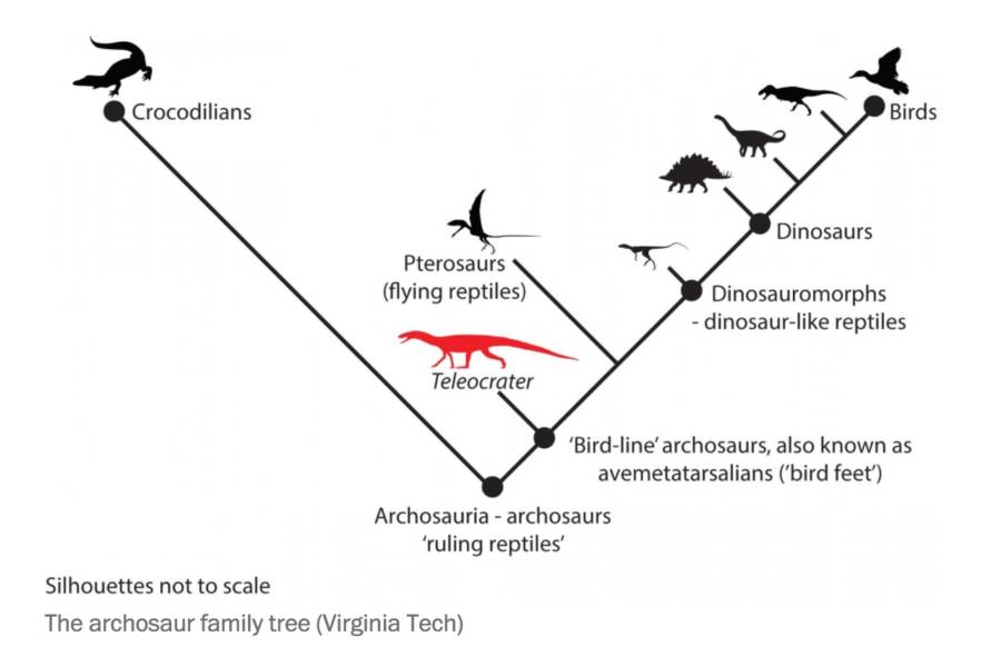 Dino Family Tree