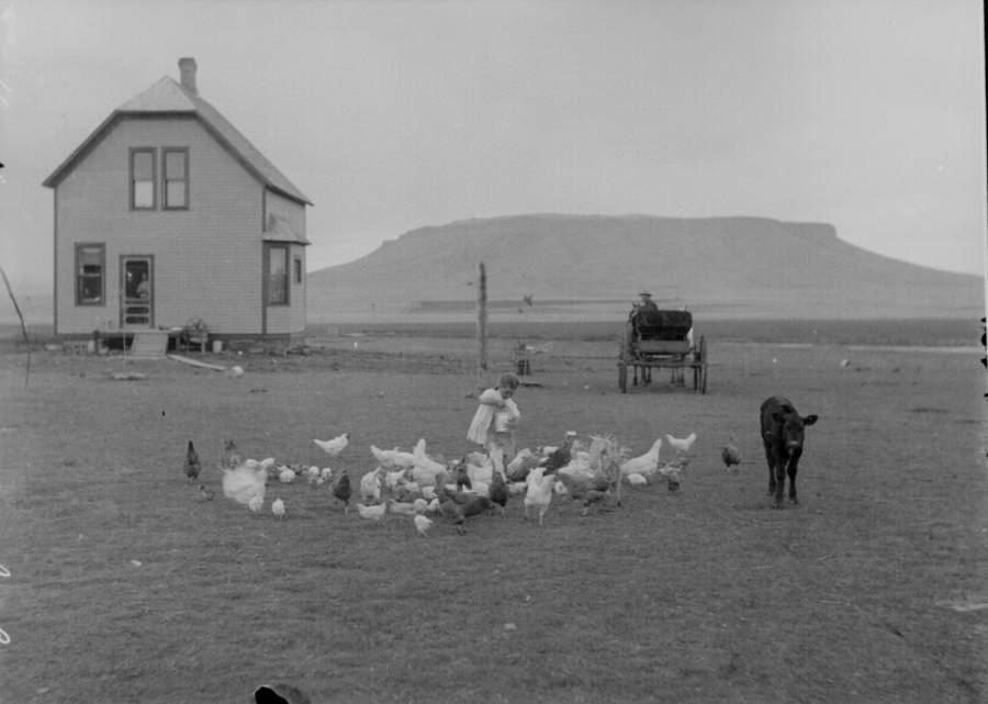 Hanock Homestead Feeding Chickens