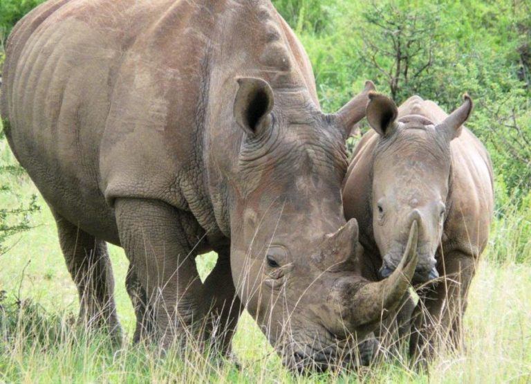 South African Court Overturns Ban on Rhino Tusk Trade, Conservationists ...