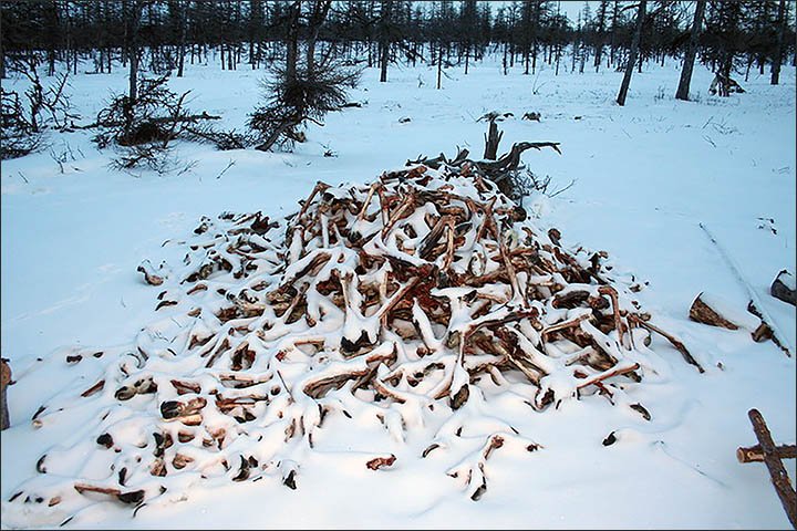 Reindeer Bones