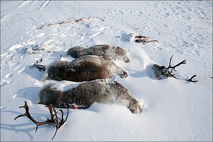 Reindeer Snow