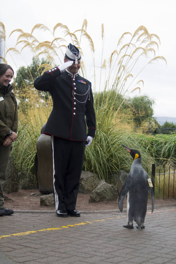 Sir Nils Olav Brigadier