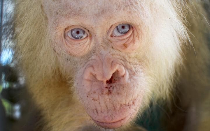 Albino Orangutan
