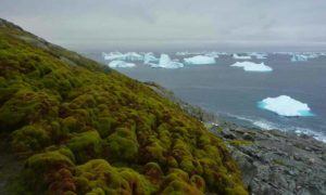 Antarctica is Turning Green at a Shocking Rate, New Report Shows