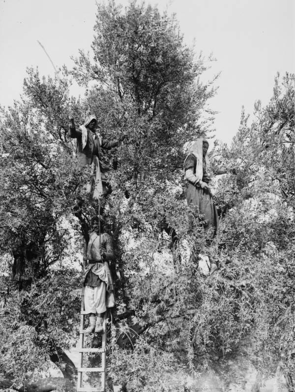 Beating Down Olives