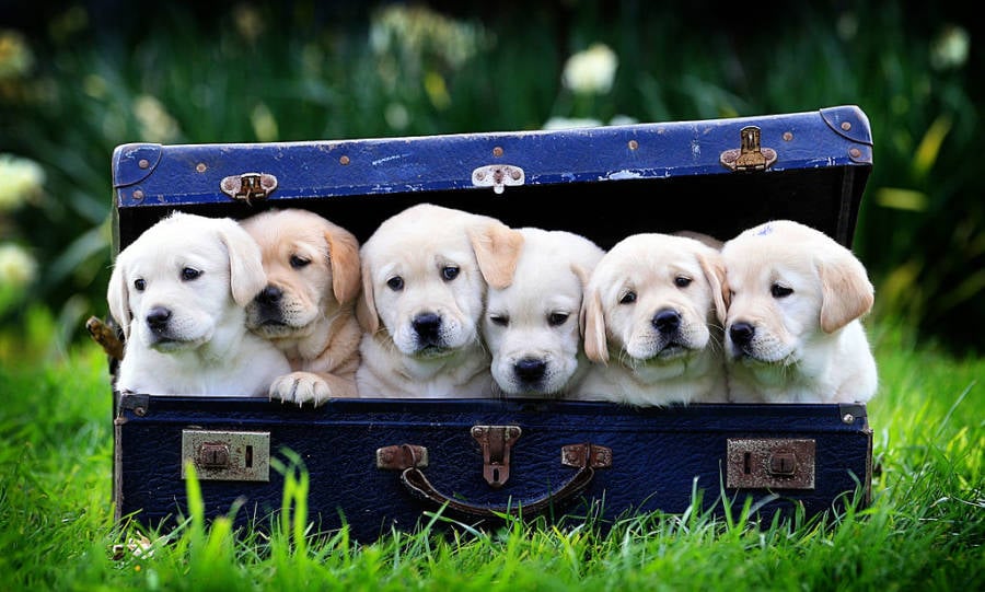 Crazy Ways Drugs Smuggled Puppies