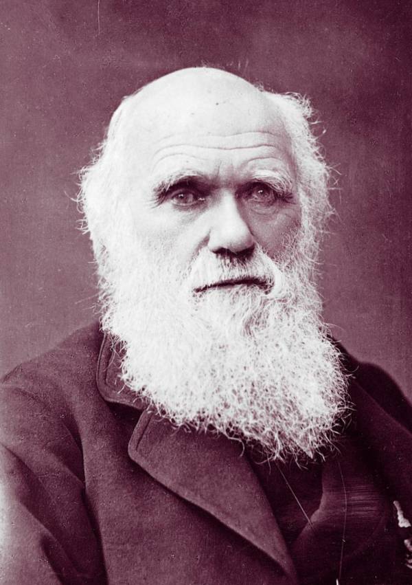 Darwin Beard