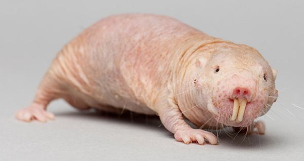 Naked mole-rat | Smithsonians National Zoo