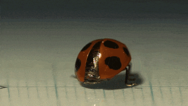 Ladybug Folding Wings