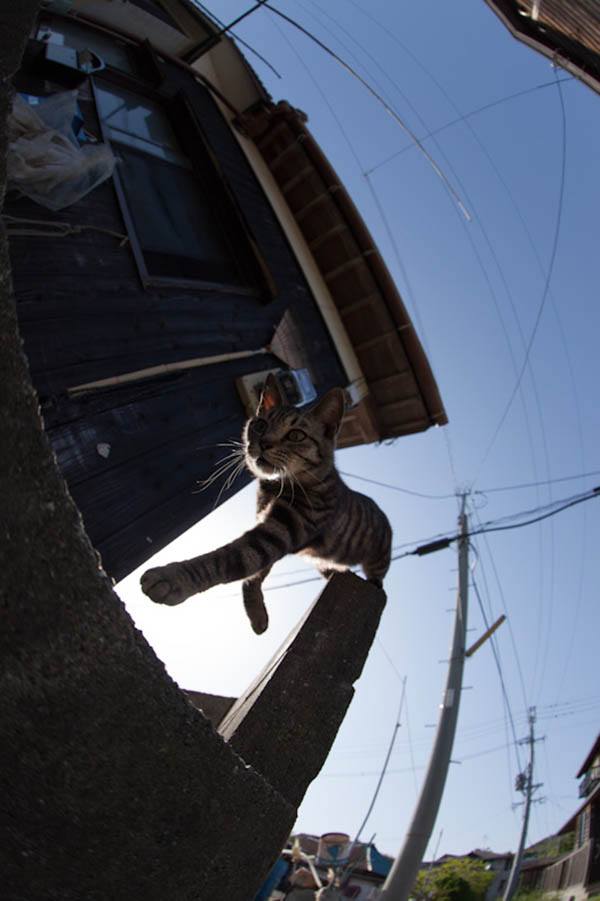 Aoshima Japans Cat Island Where Felines Outnumber Humans 36 To 1