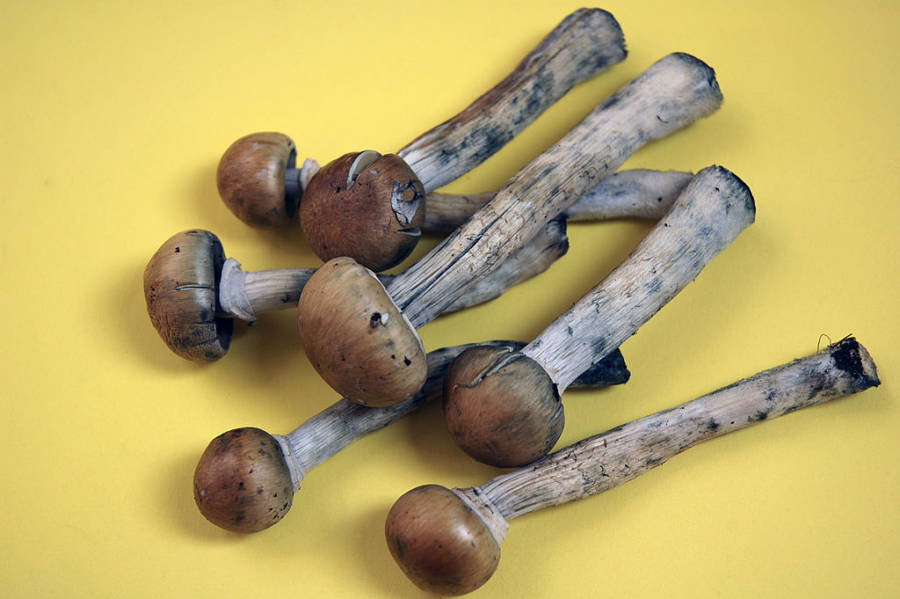 Magic Mushrooms