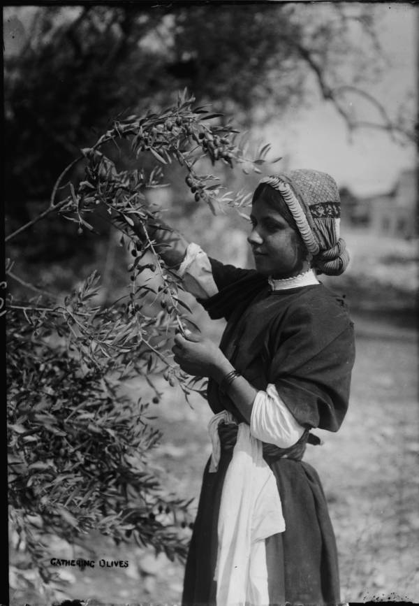 Maiden Picking Olives