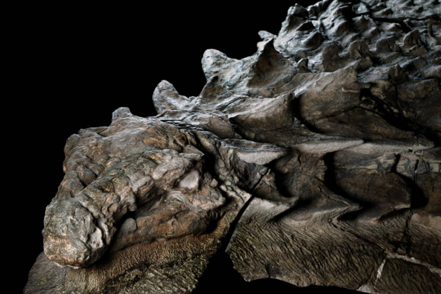 nodosaur-fossil.jpg