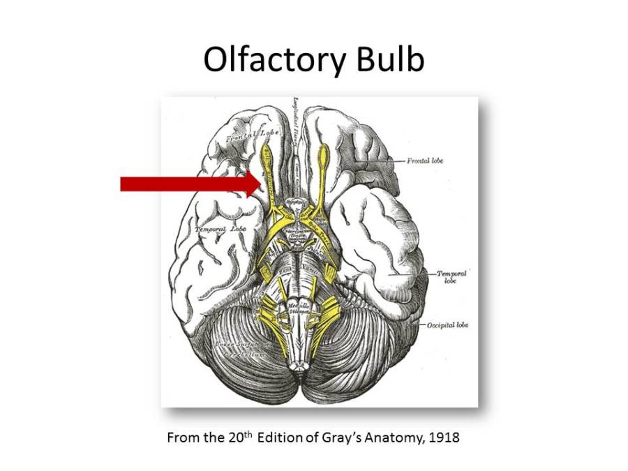 Olfactorybulb
