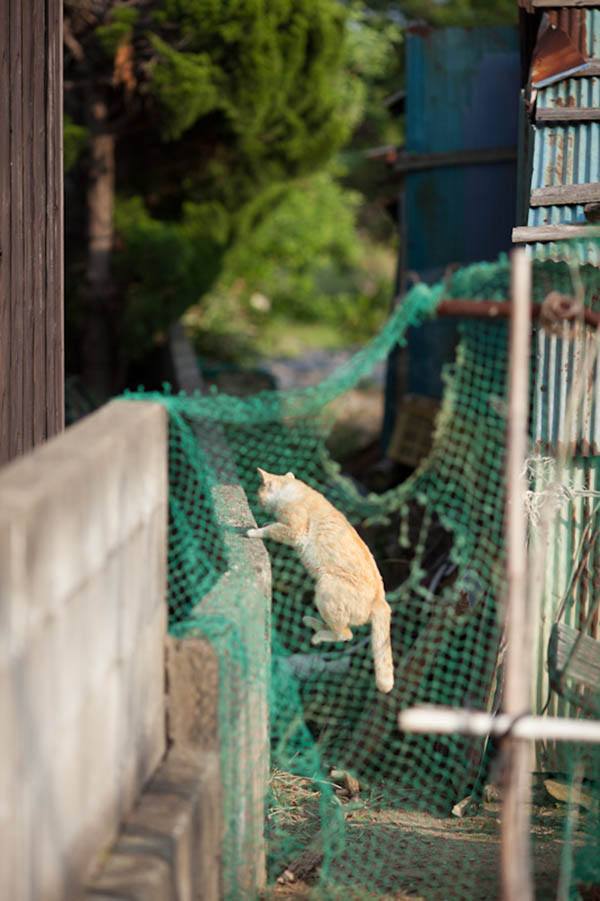 Aoshima Japans Cat Island Where Felines Outnumber Humans 36 To 1