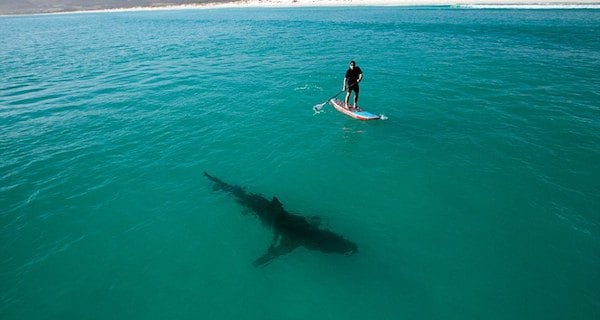 Watch Unaware Paddleboarders Surrounded By Great White Sharks