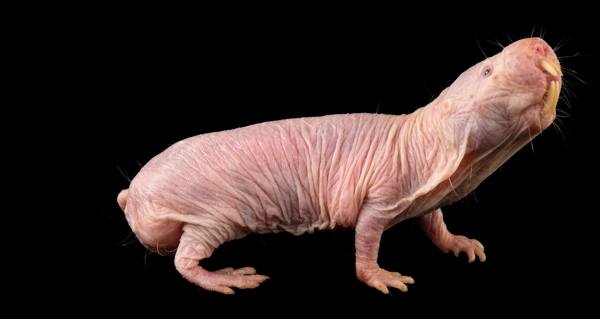 Naked Mole Rats Are Biologically Designed To Outlive Us All