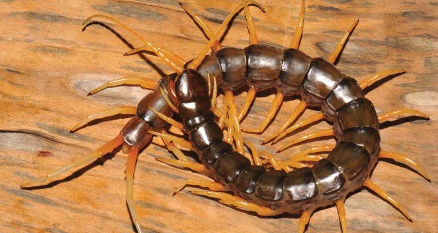 Amphibious Centipede