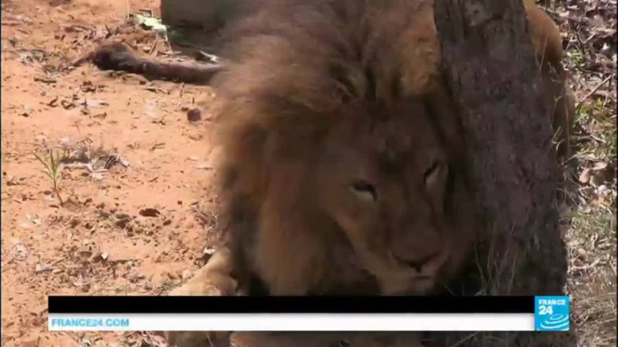 One Year After Being Rescued From Circus, Two Beloved Lions Poached in