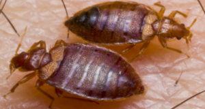 Bed Bugs City Office