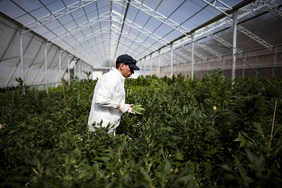 Cannabis Cancer