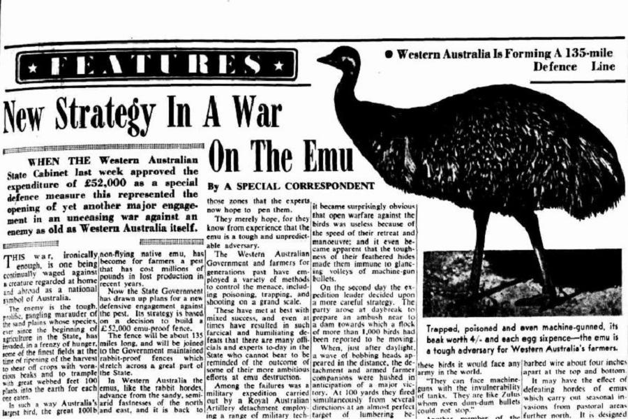 New Strategy For Fighting Emus