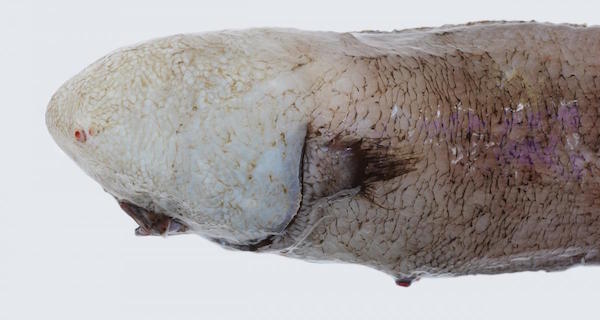 Faceless Fish Head White