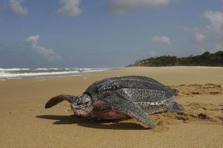 New Ocean Reserve Will Protect Sea Turtles, Dolphins, And Whales