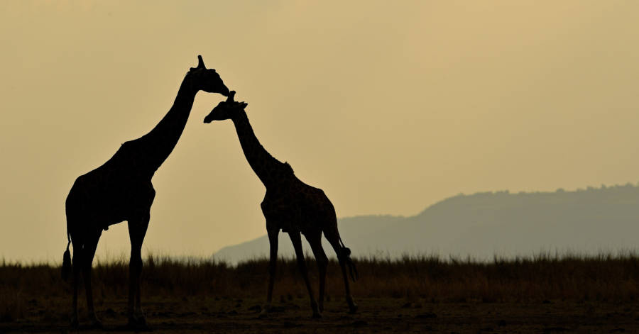 Giraffe Photo