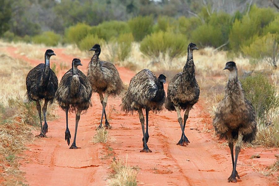 The Great Emu War Of 1932