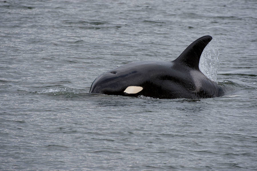 Killer Whales Attack Fishermen