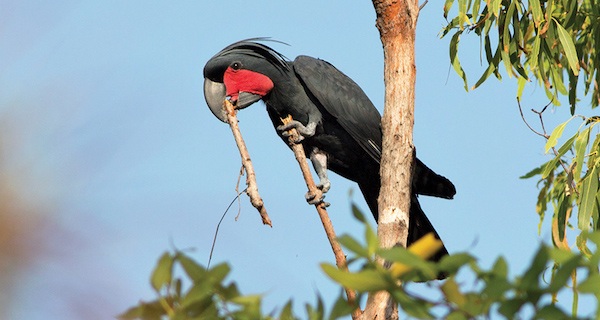 Cockatoos Found to be Only Species to Play Homemade Instruments