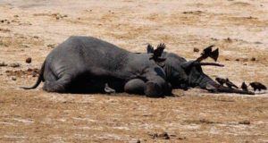 Poisoned Elephant Og