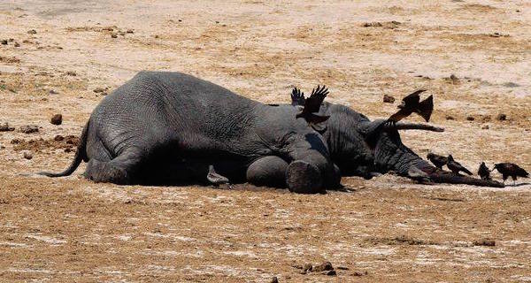 Poisoned Elephant Og