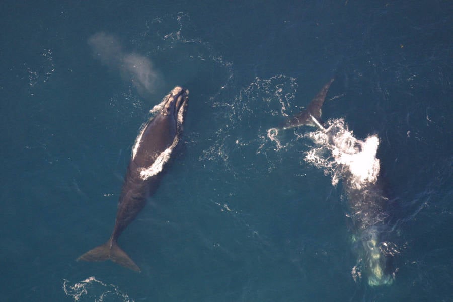 North Atlantic Right Whales In Water