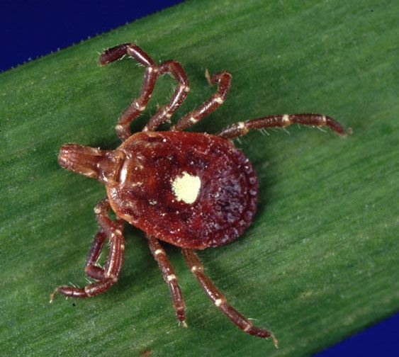 Lone Star Tick Meat Allergy