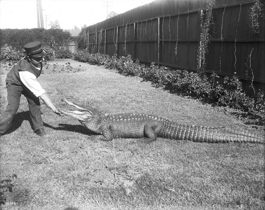 Alligator Chin Scratch