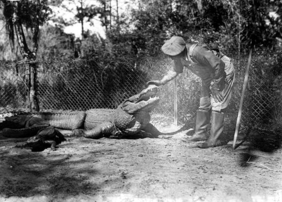 Alligator Farms Guide Fence