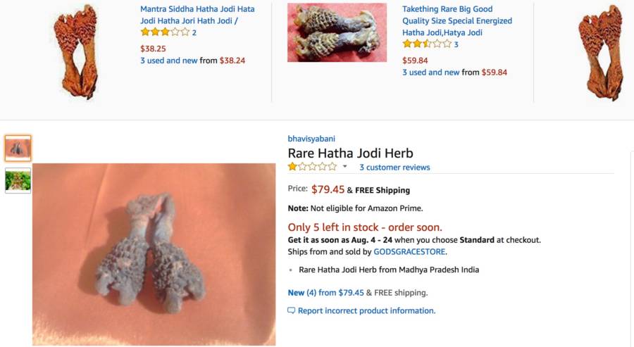 Amazon Lizard Penis