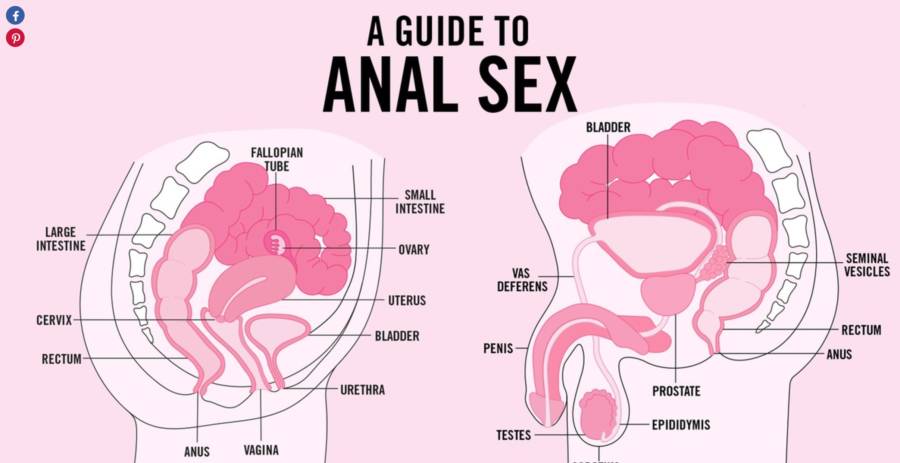 Anal Guide