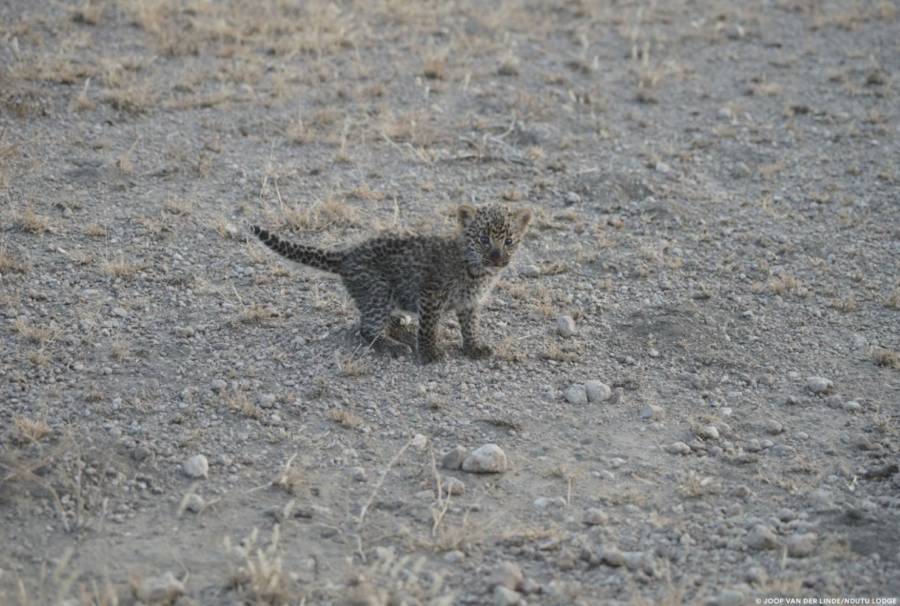 Baby Leopard