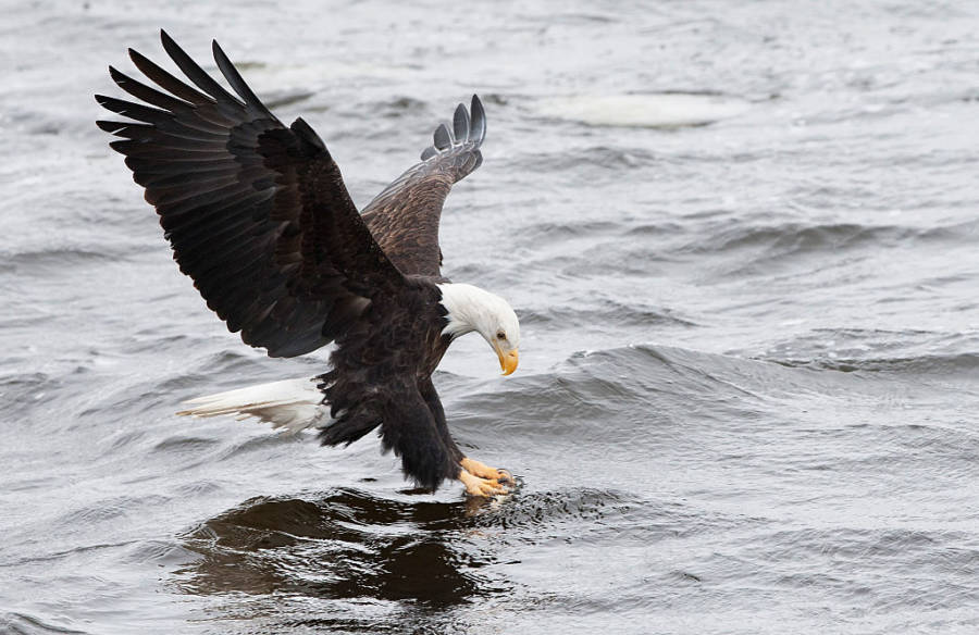 Bald Eagle Atv