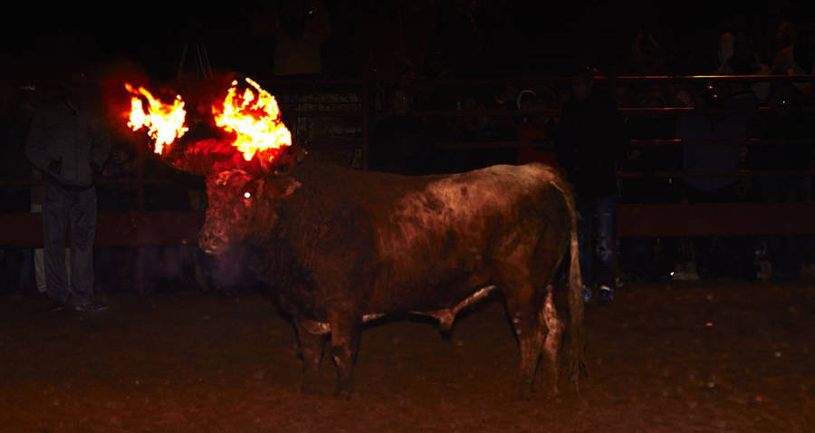 Bull Kills Itself After Its Horns Are Set On Fire During Spanish Festival