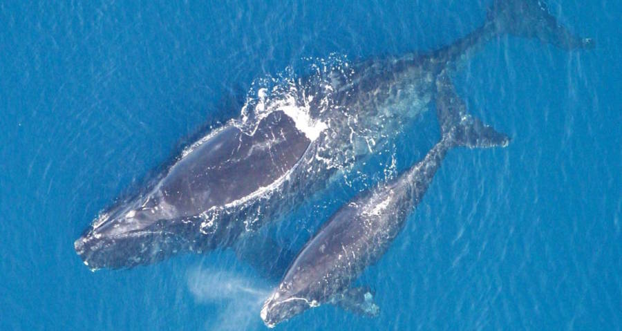 Fisherman Rescues Whale, Which Promptly Kills Him