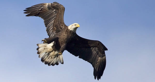 Man Pleads Guilty to Shooting Bald Eagle, Then Running it Over with ATV
