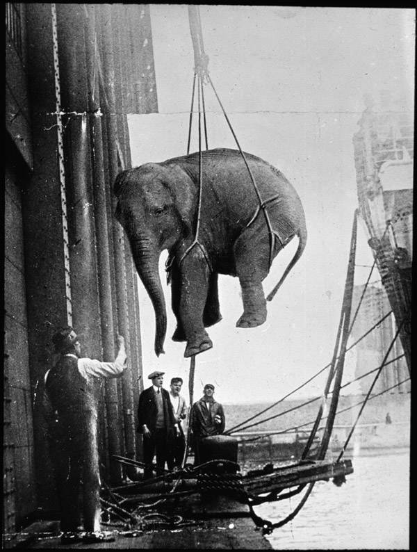 Elephant Lift