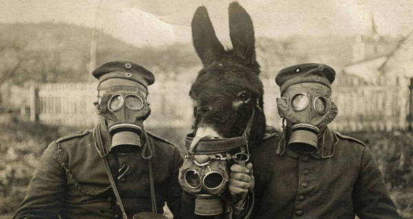 Gasmask Donkey Soldiers