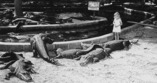 Girl In White Gators