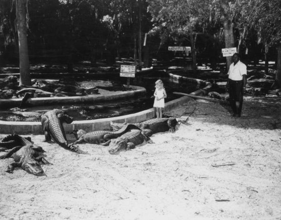 Girl Looking At Alligators